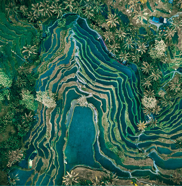 Aerial view of rice terraces, Tegallalang, Bali, Indonesia