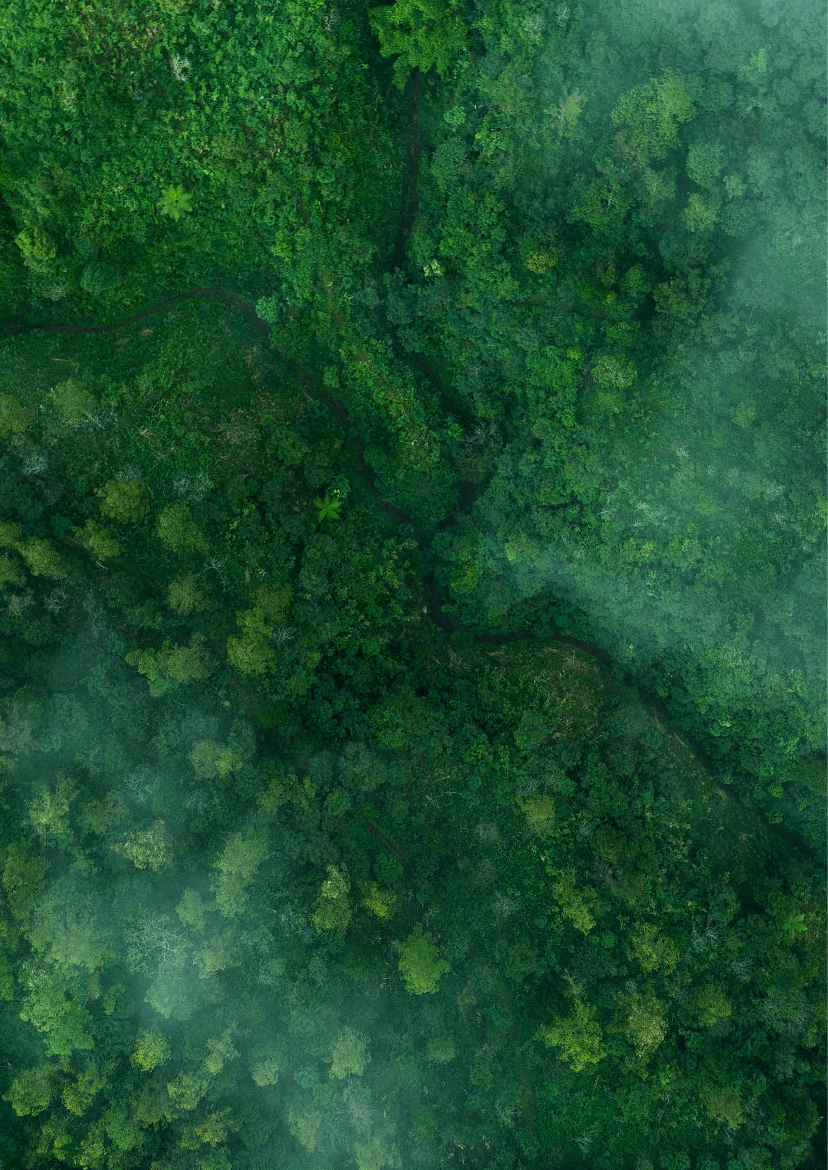 Drone aerial shot of green tropical forest from above.
